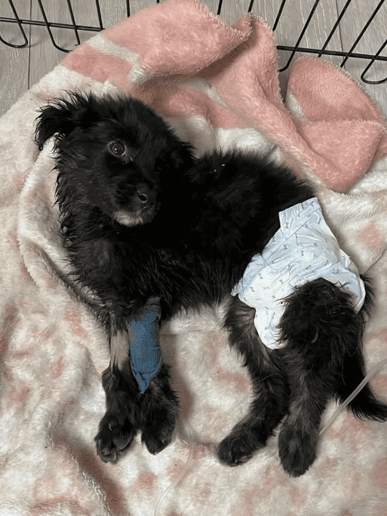 Adorable black puppy with medical bandage and diaper, lying on a soft blanket in a dog care facility.
