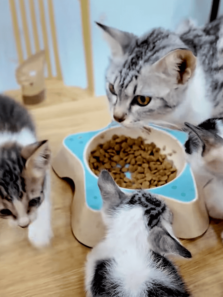 Close-up of cats and kittens eating from an automatic pet feeder.