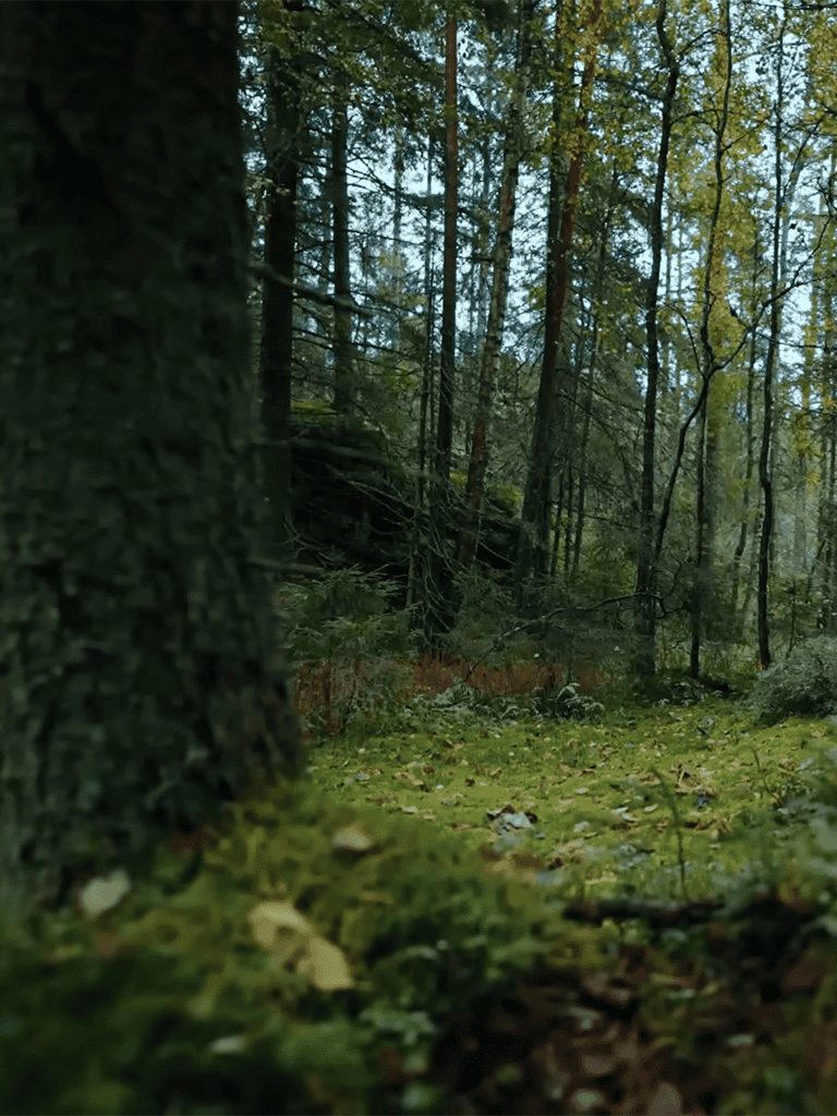 Lush green forest trail with tall trees and dense foliage.
