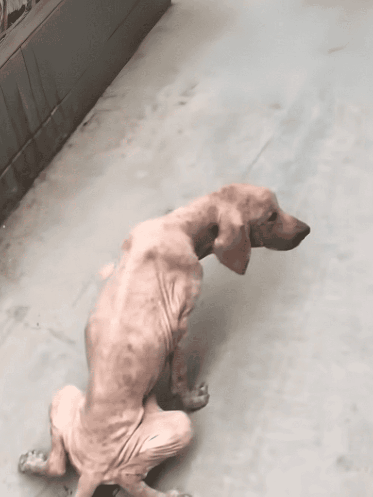 Sad dog with shaved patches sitting alone on concrete floor.