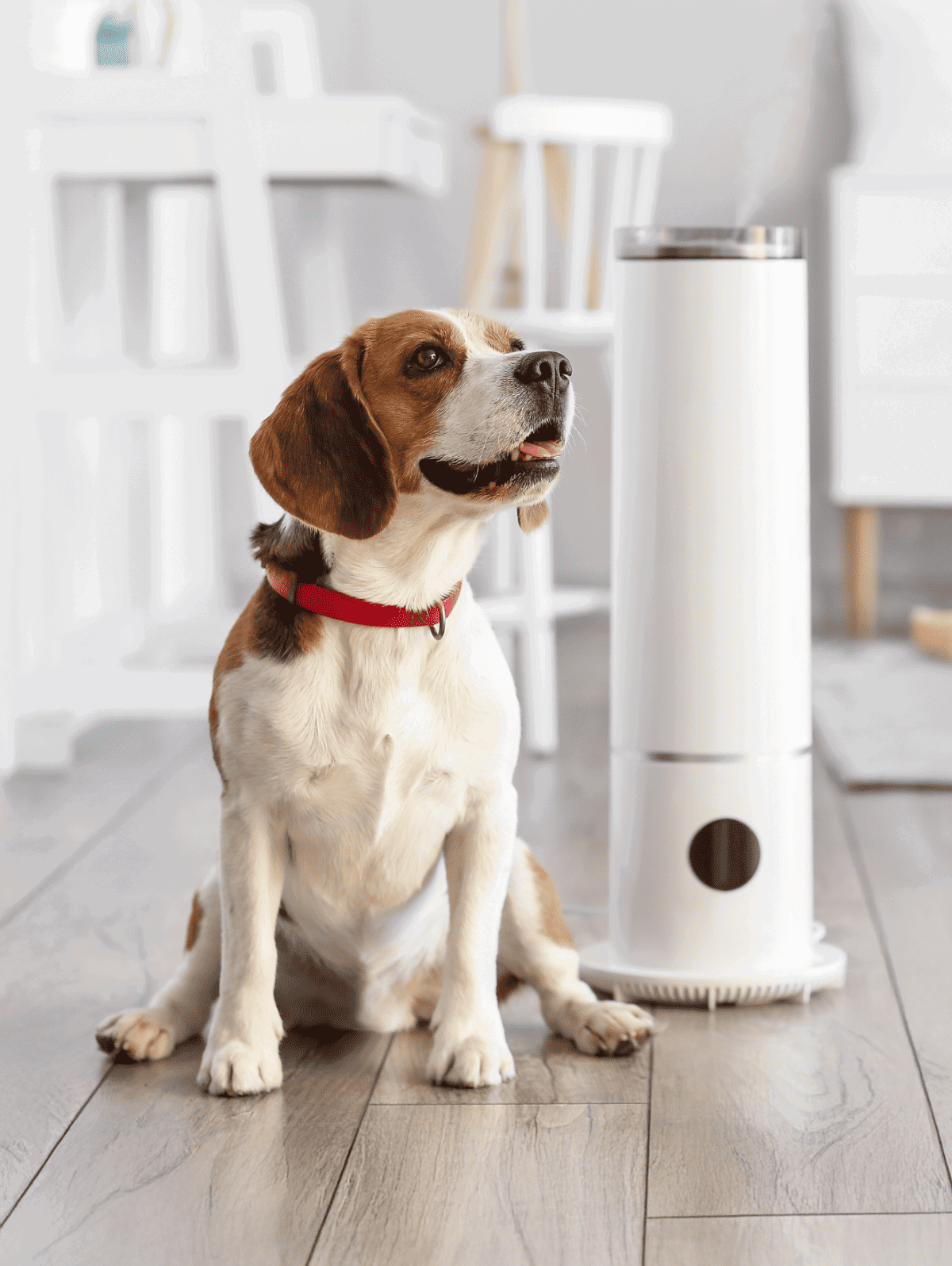 Wireless dog food dispenser.