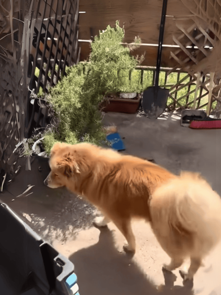 Dog watching tree trimming process.