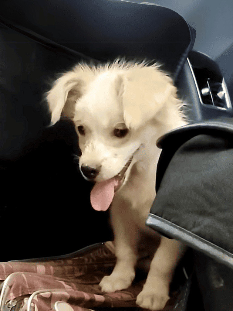 Puppy with fluffy white fur and happy expression in a vehicle.