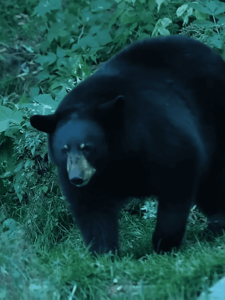 Black bear in forest environment surrounded by greenery.