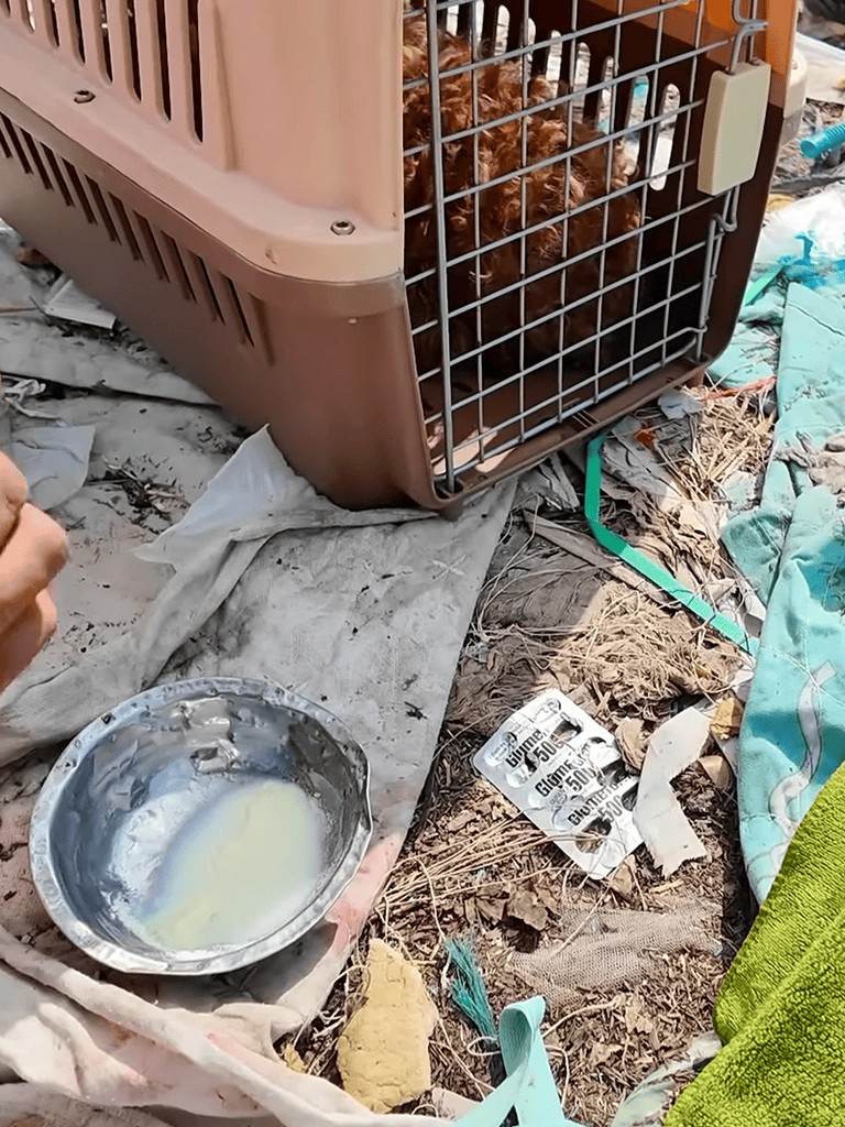 Outdoor dog shelter and food station.