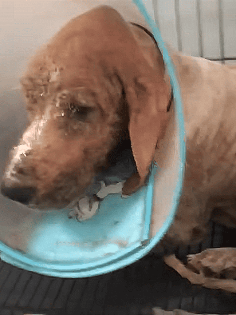 Dog with Elizabethan collar resting comfortably.