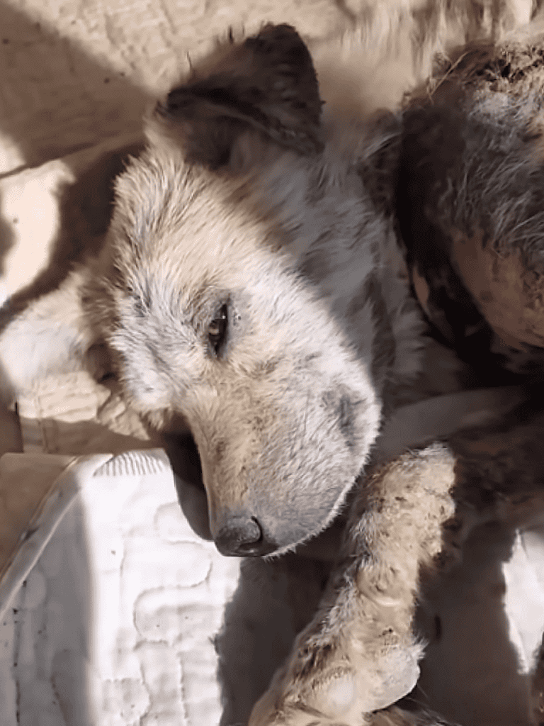 Adorable puppy resting outdoors, looking relaxed and peaceful.