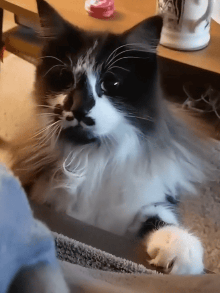 Close-up of a cute black and white cat engaging with a person, showcasing pet companionship.