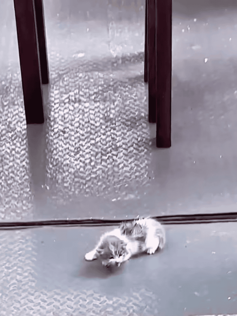 Small kitten playing near a glass door.