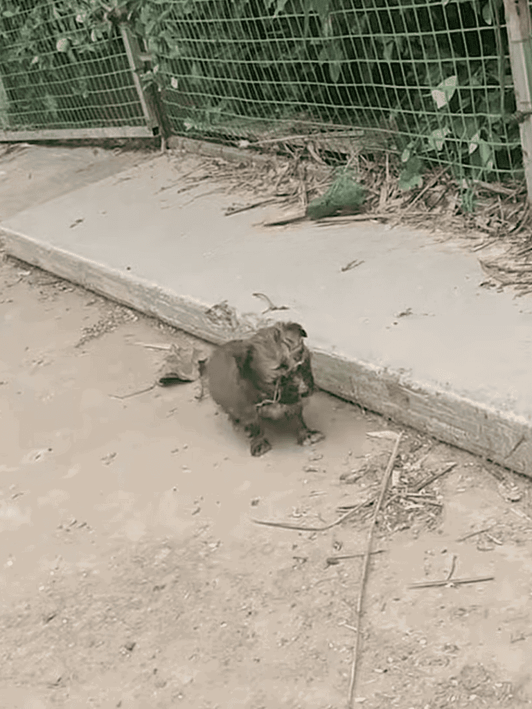 Adorable small dog sitting on the ground outside, looking curious and relaxed.
