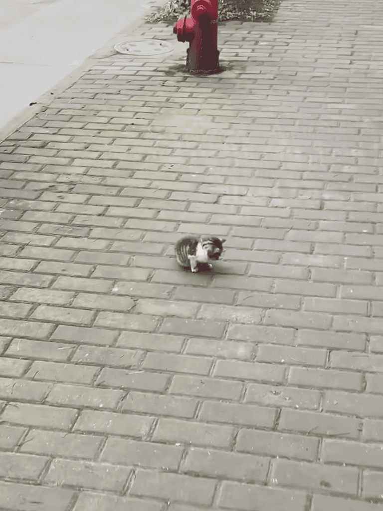 Playful puppy exploring city sidewalk, small dog walking near fire hydrant, outdoor pet activity, urban dog walking tips.