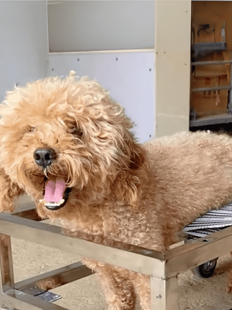 Dog grooming station with a happy doodle, providing professional pet grooming services at Dogfix.com.