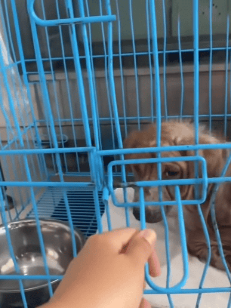 Dog in Shelter Cage Looking Out.