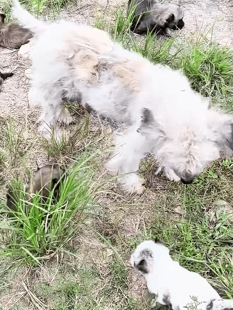 Adorable puppies exploring outdoors, playing and sniffing grass in a natural setting. Perfect for dog lovers and pet care tips.