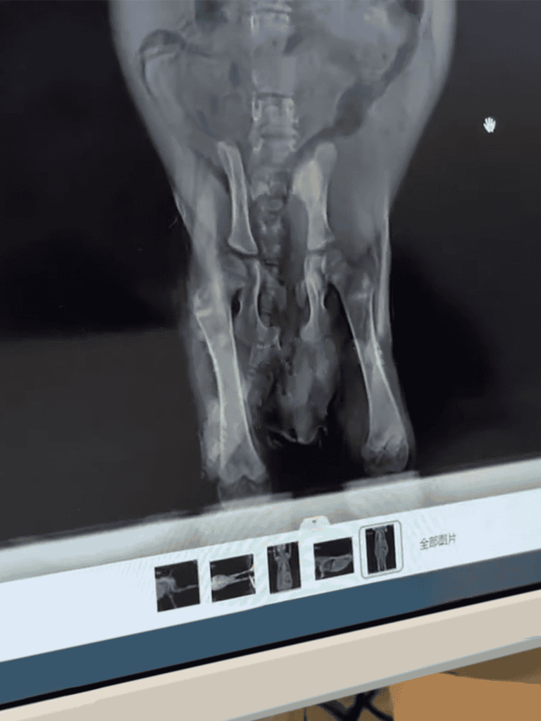 X-ray of dog pelvis and hips, showing bone structure and joint health.