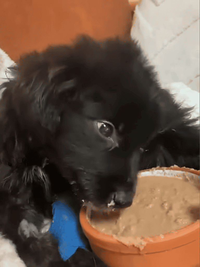 Dog eating soft dog food from bowl.