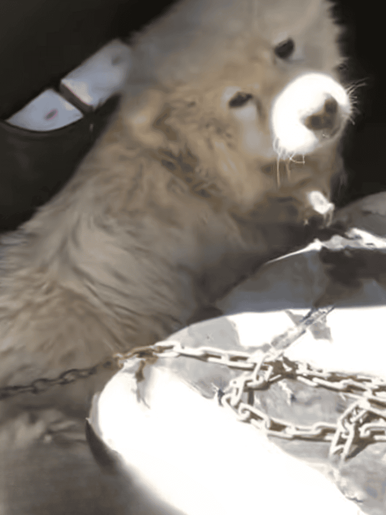 Happy puppy lying next to chains on a pile of debris.