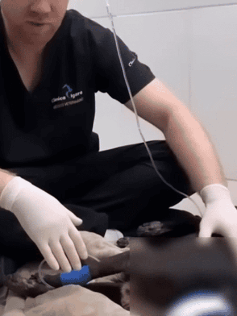 Dog emergency veterinarian performing urgent dog care at clinic.