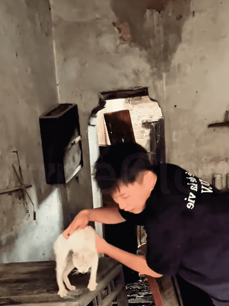 Expanded view of a dog rescue and care process with a person gently handling a dog, emphasizing pet rescue and animal welfare.