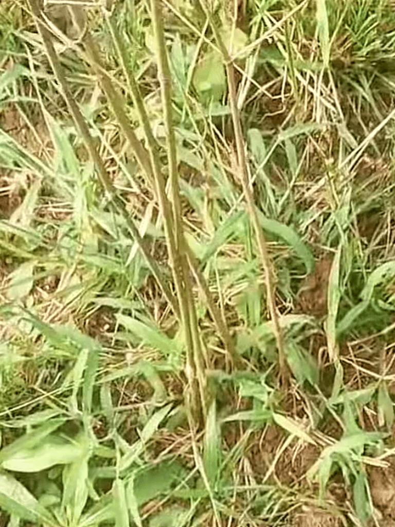 Close-up of overgrown grass weeds in a natural field setting.