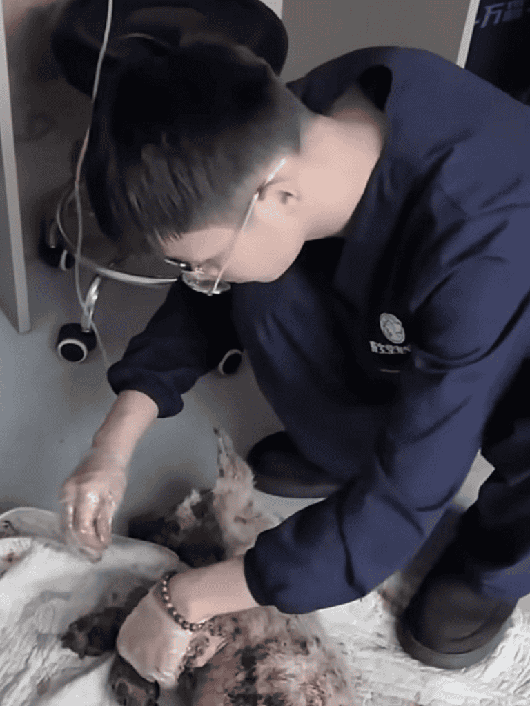Dedicated vet treating a dog in clinic for health assessment and medical treatment.