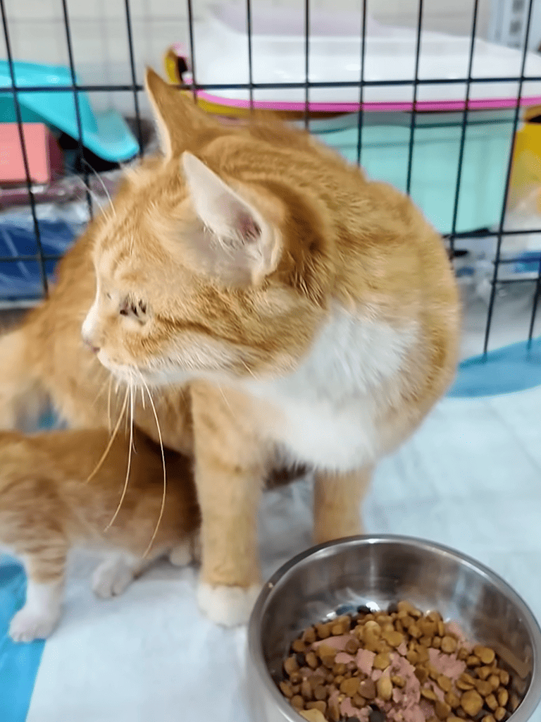 Adorable orange cats in a pet shelter with food bowl, cages, and life-saving care.