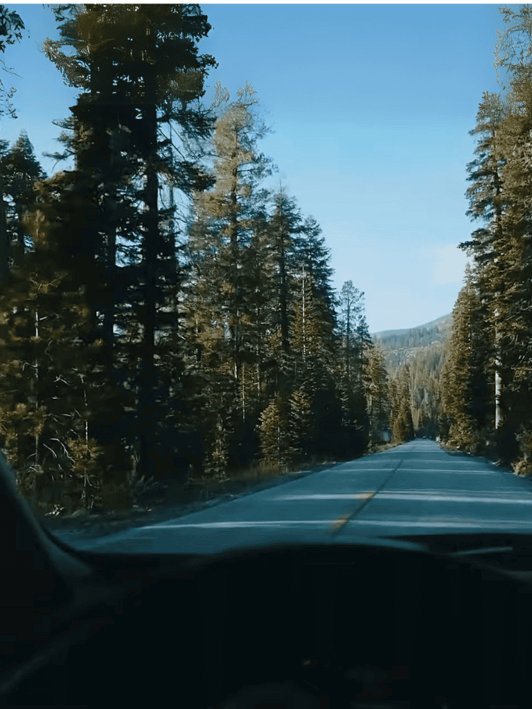 Scenic mountain road surrounded by tall pine trees under clear blue sky. Perfect for outdoor and travel enthusiasts.
