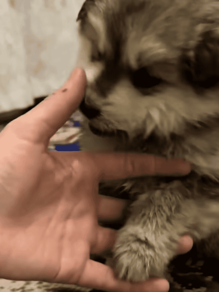 Cute puppy gently touching finger with nose, close-up image.