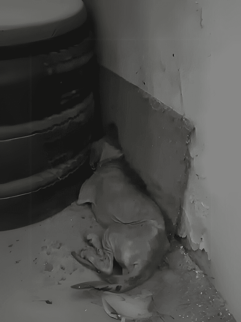 Dog rescue, sheltering in a gray, dusty corner, seeking safety near appliances.