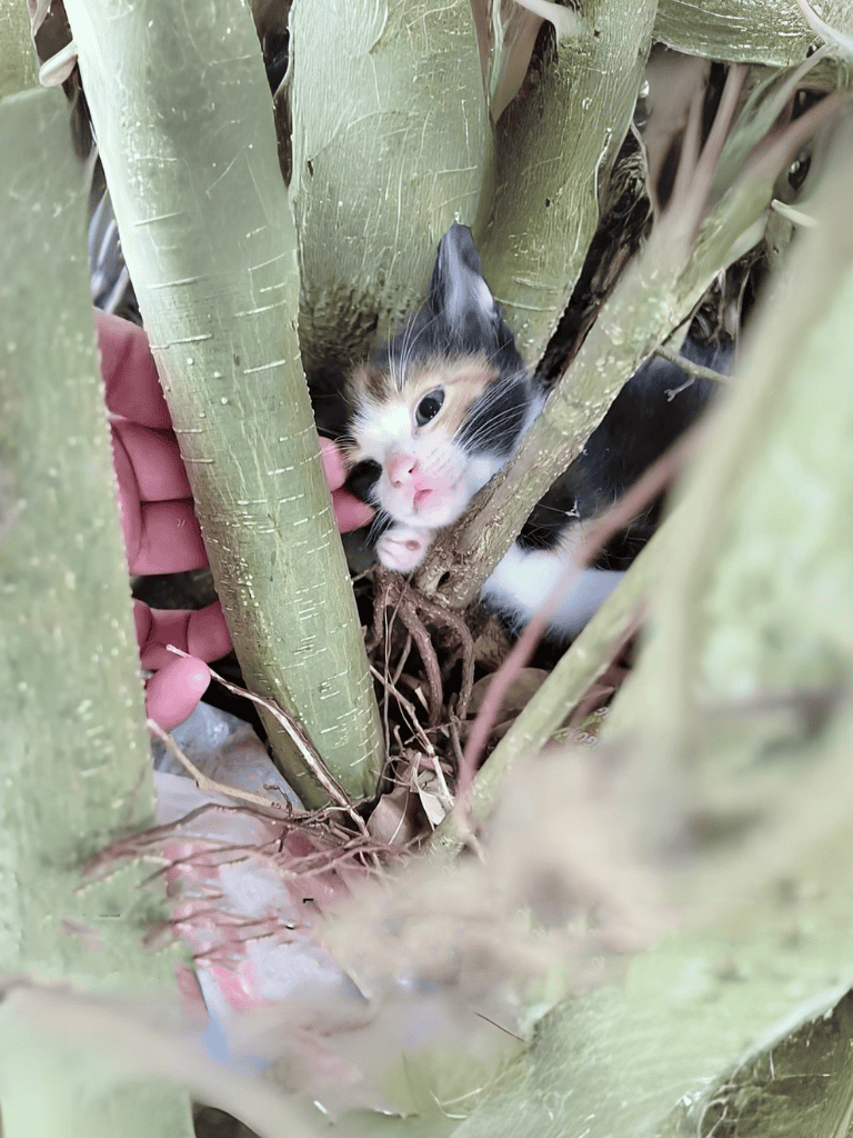 Cute black and white kitten nestled among plant stems.