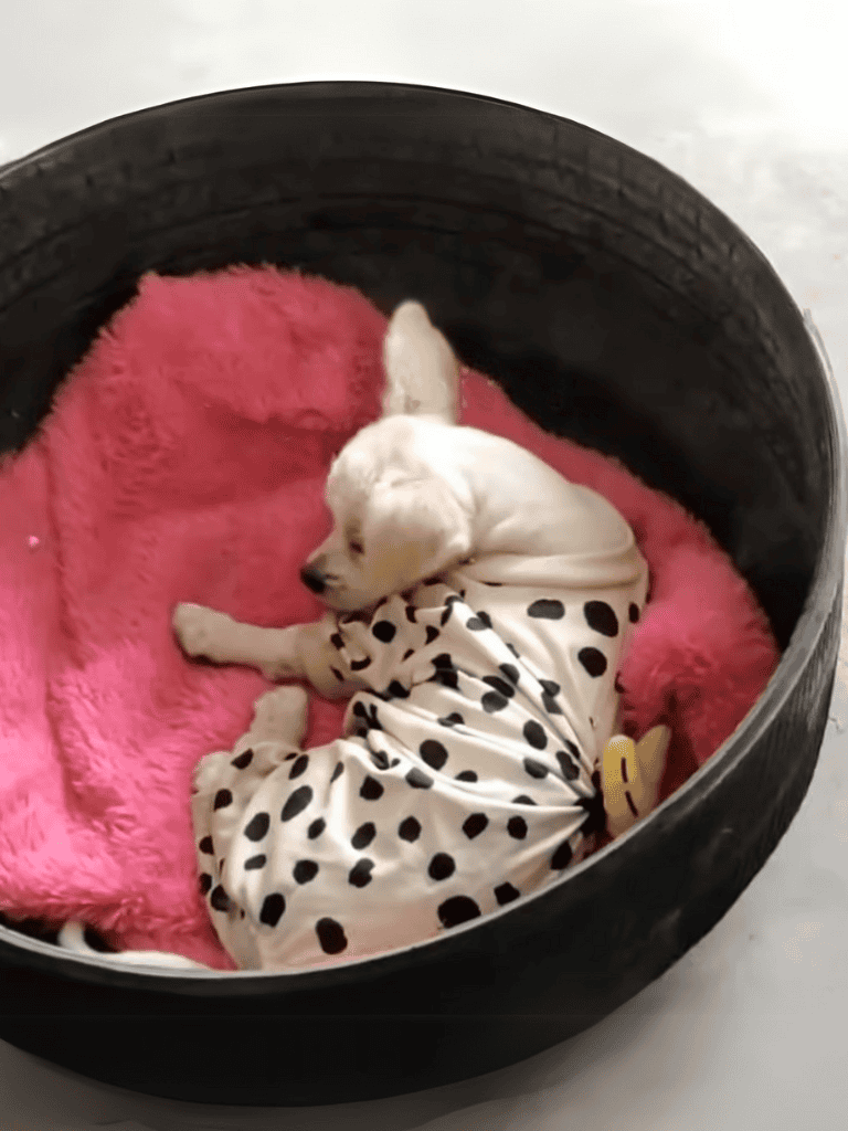 Adorable white puppy sleeping in a black round bed with pink fleece blanket and polka-dot pajamas.