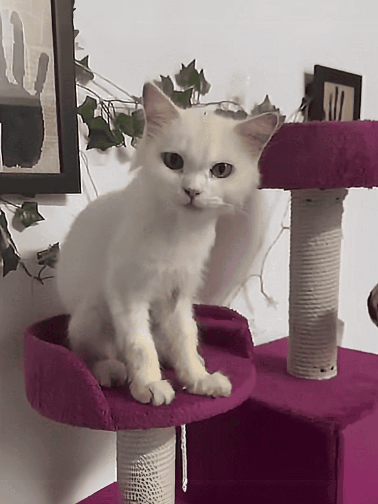 Adorable white cat sitting on a pink cat tree, perfect for indoor pet activities and comfort.