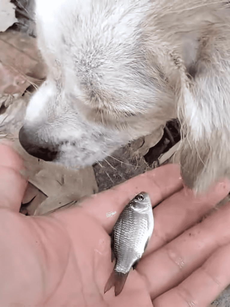 Dog and fish interaction.