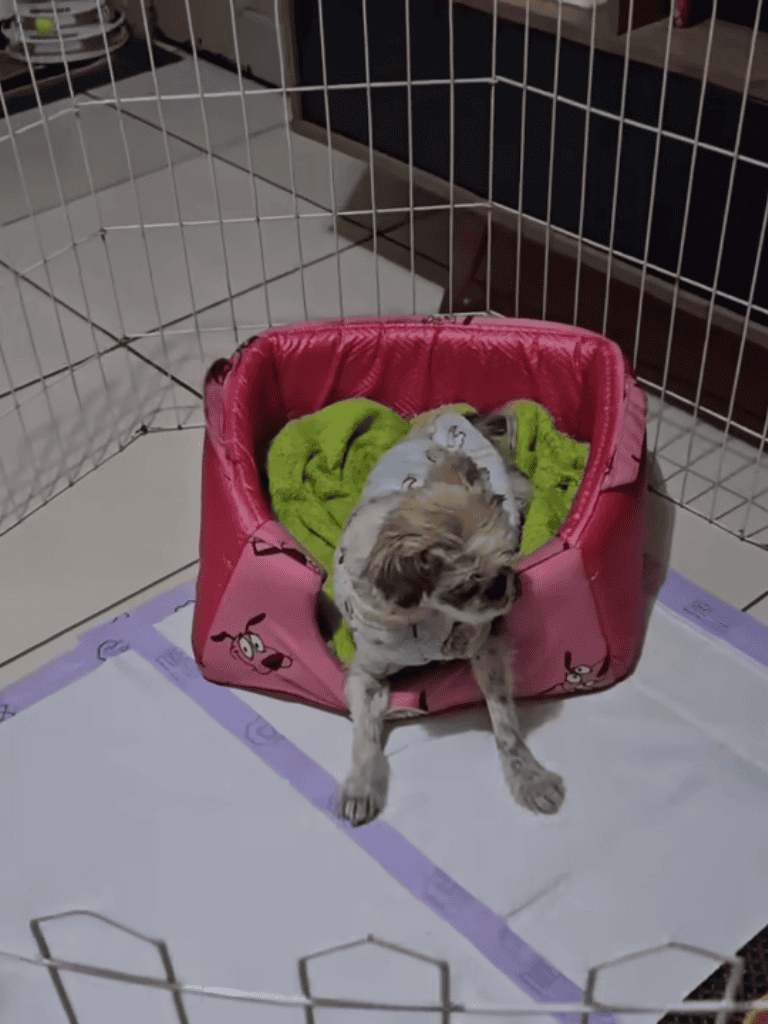 Adorable puppy resting in soft pink bed with green blanket inside a safe playpen.