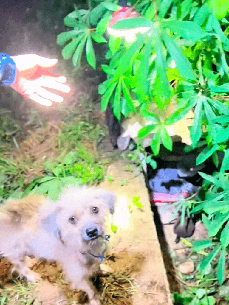 Bright-eyed puppy among lush greenery, showcasing safe outdoor pet environments.