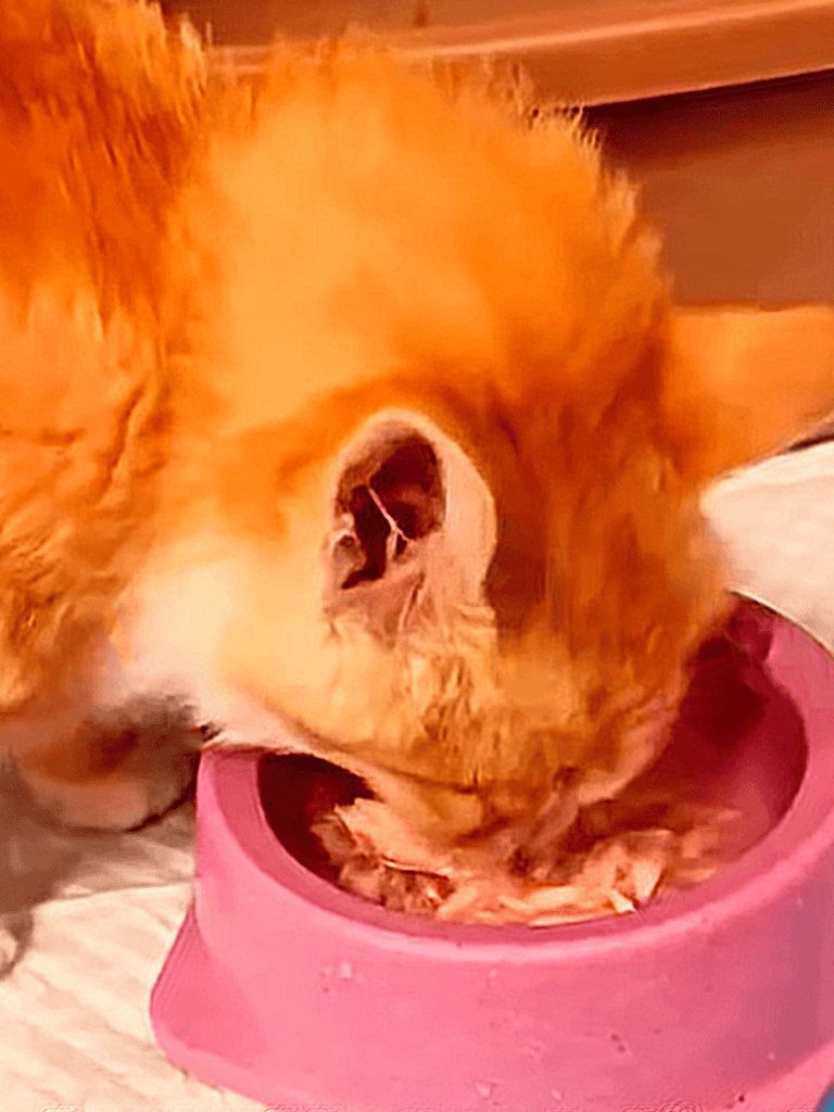 Dog eating from pink bowl, happy and content, furry friend enjoying meal, dog food, pet care.