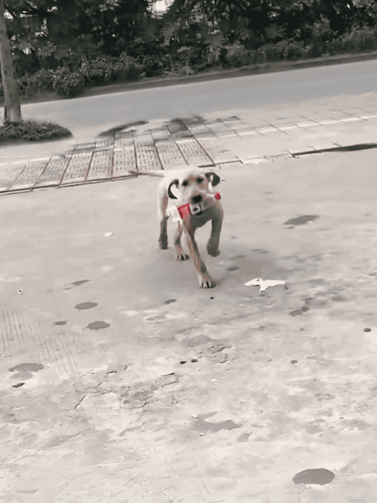 Adorable dog wearing a red harness running on pavement outside.