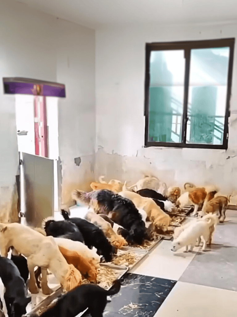 Cute puppies eating together in a cozy indoor space.