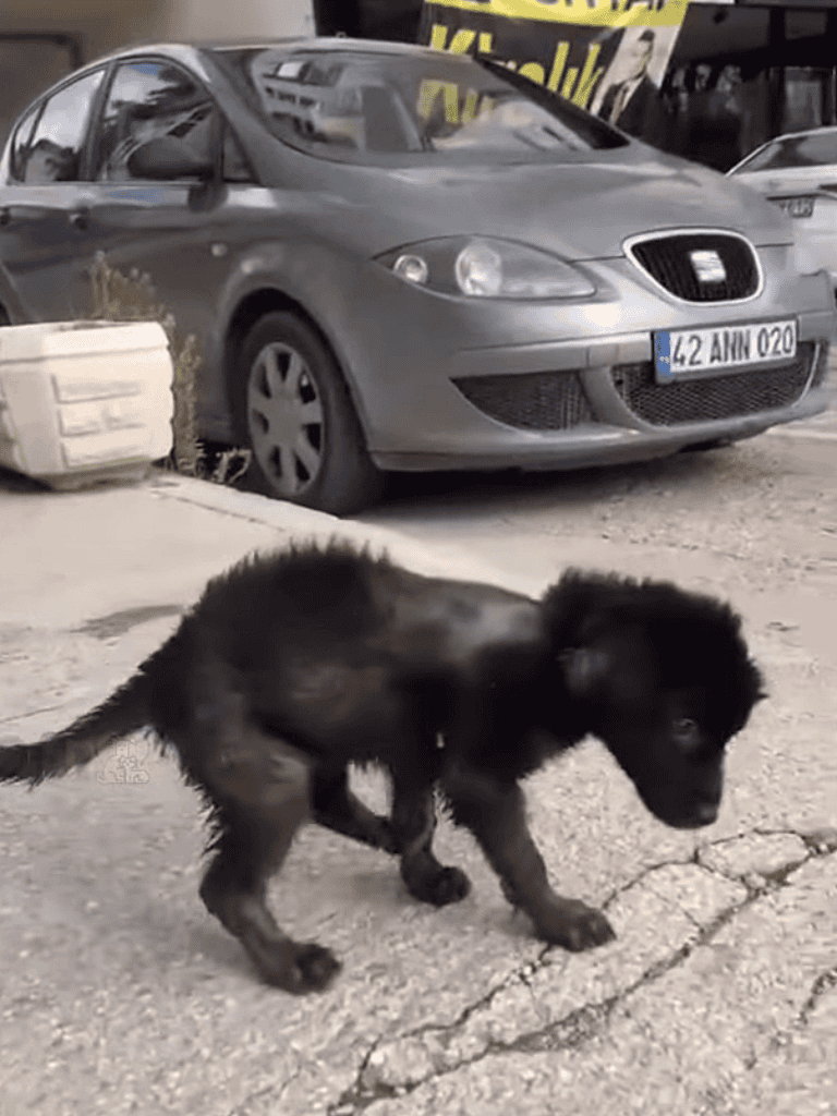 Cute black puppy walking on pavement near parked silver car.