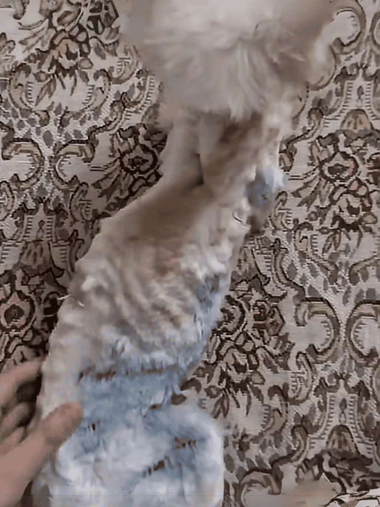 Adorable dog resting on patterned rug, enjoying a calm moment indoors.