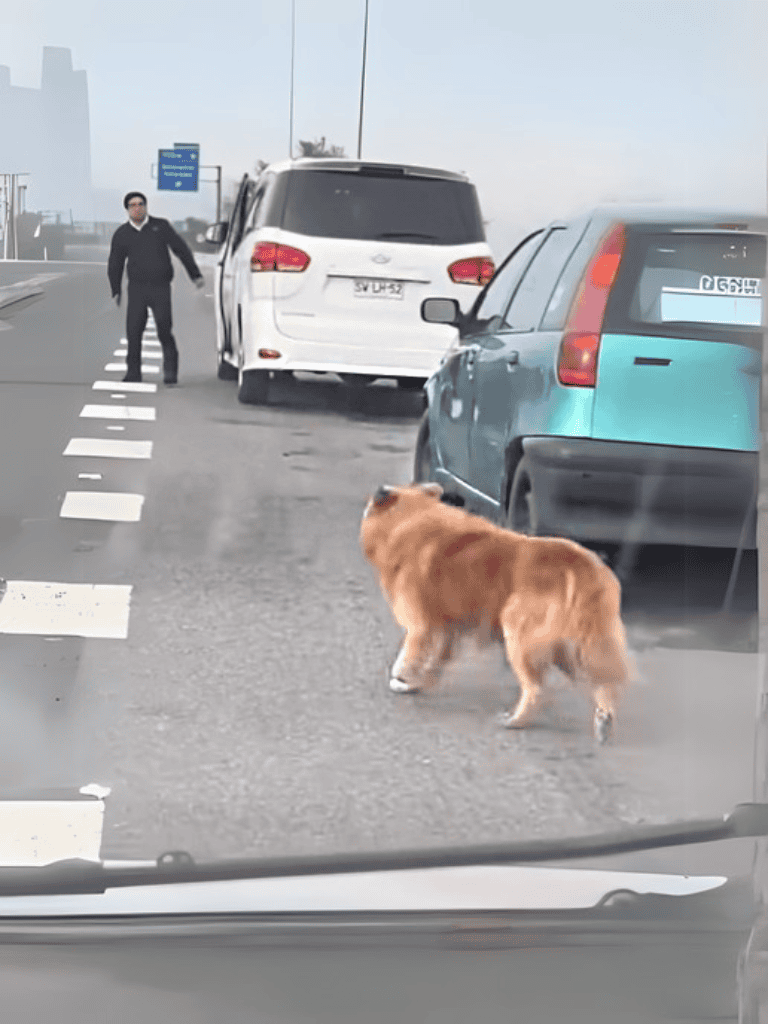 Dog crossing busy street, alerting vehicles.