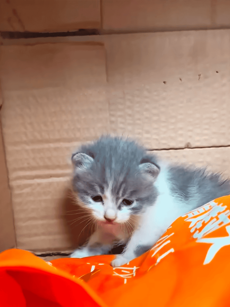 Adorable gray and white kitten exploring inside a cardboard box, perfect for pet lovers and cat enthusiasts.