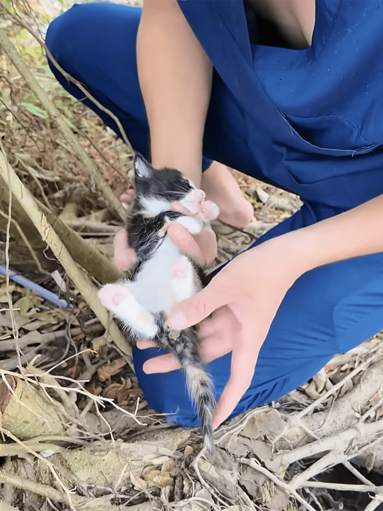 Adorable kitten being gently held outdoors.