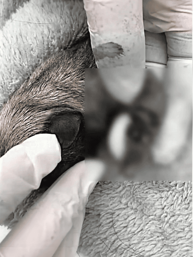 Dog teeth cleaning service.