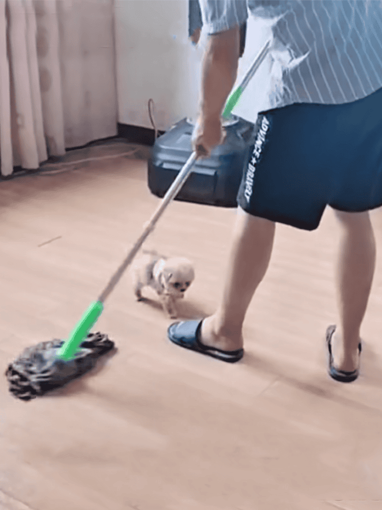 Alt text: Person sweeping floor with a mop, small puppy watching closely, indoor setting.