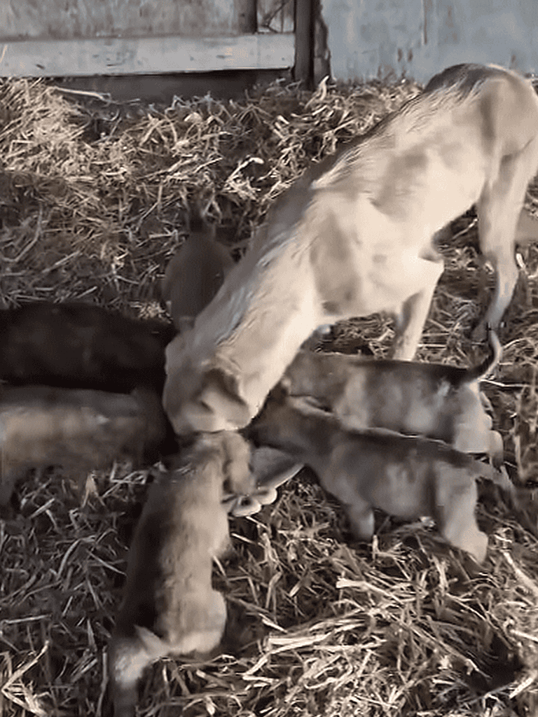 Alt text: Adorable brown puppies nursing from a cow in a barn with straw bedding.