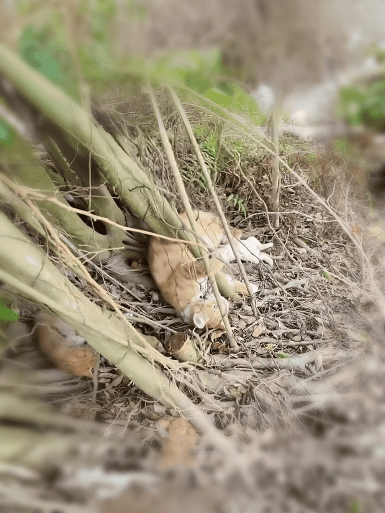 Dead dog lying among bushes and dry leaves in natural outdoor environment.