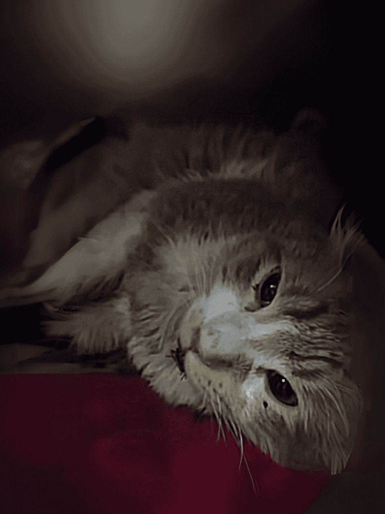 Cute gray kitten lying comfortably, showcasing adorable facial features and soft fur.