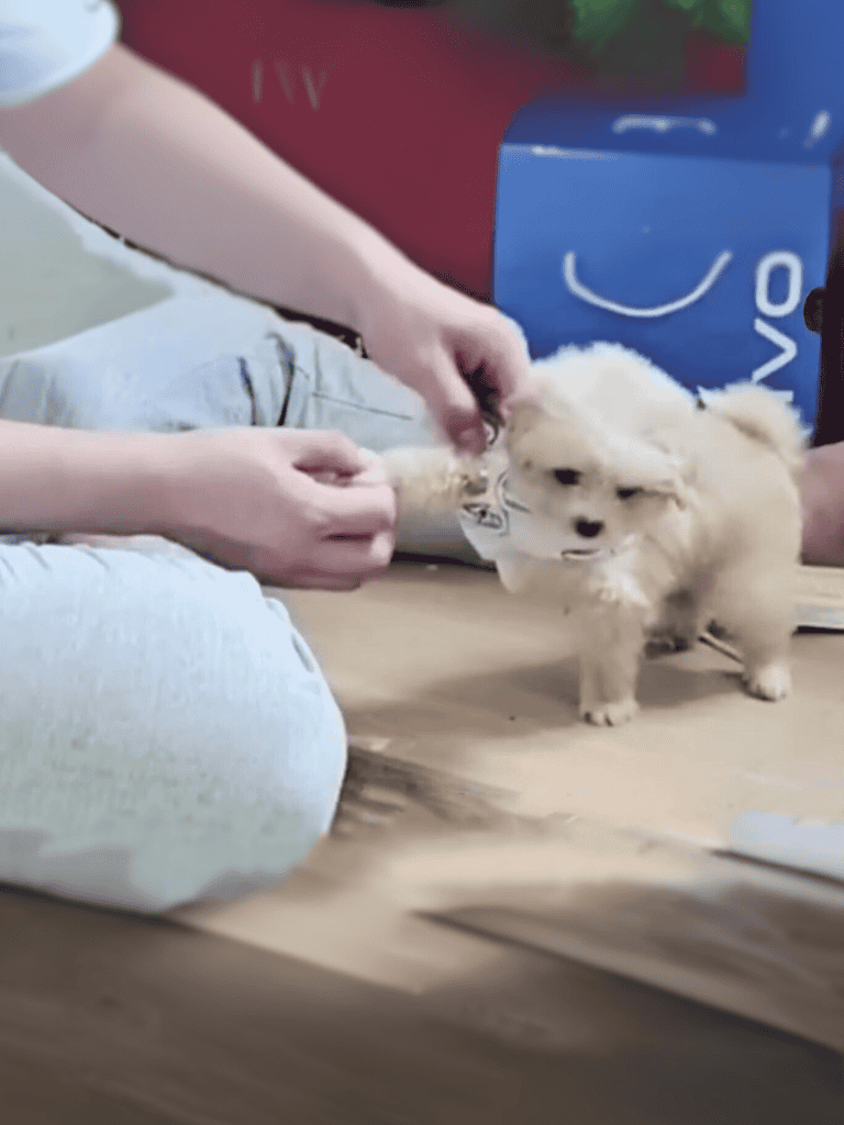 Adorable small puppy getting ready for vet check or grooming, highlighting pet care services.