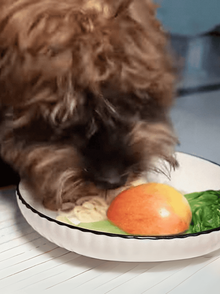Adorable puppy eating food from a plate with an apple and greens.